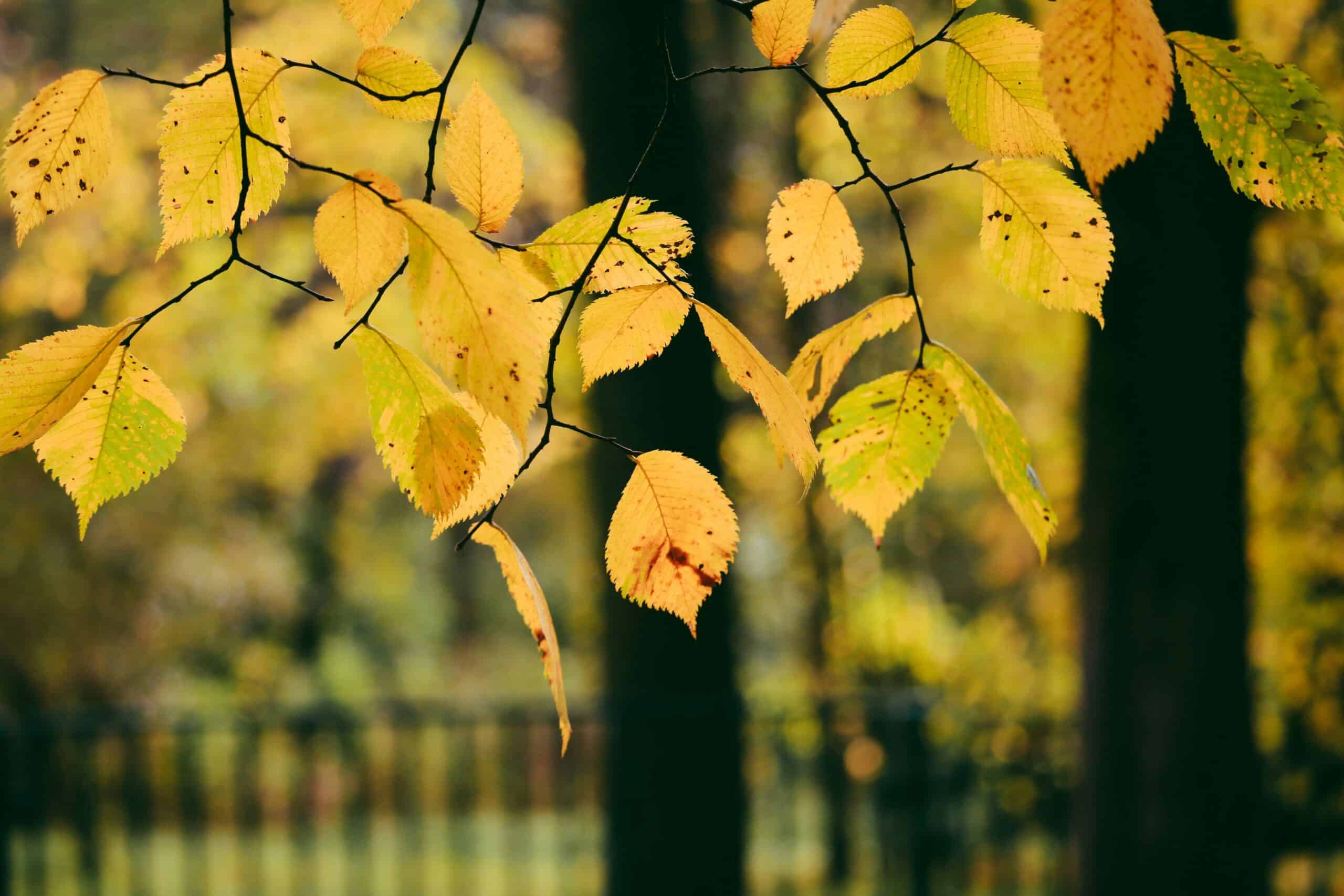Familienstellen in Krefeld - Gruppenseminar (DE/PL)